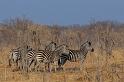 047 Botswana, Chobe NP